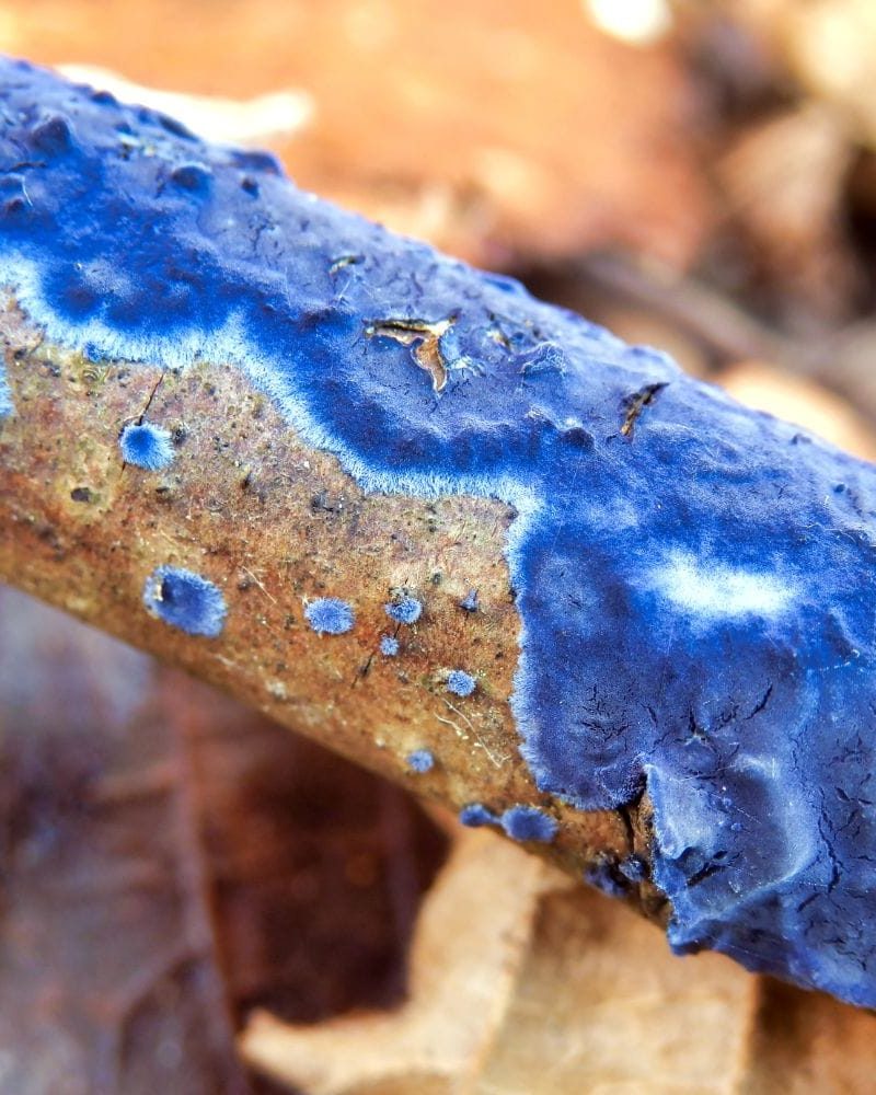 cobalt